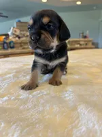 Remi, a female French Bulldog and Basset Hound for sale in Eugene, OR – 5 of 6