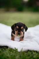 Hazel, a female French Bulldog and Basset Hound for sale in Eugene, OR – 6 of 9