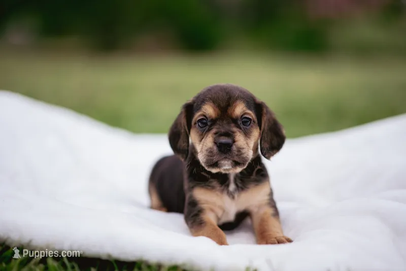 Spur – French Bulldog, Basset Hound puppy for sale in Eugene, OR
