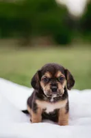 Spur, a male French Bulldog and Basset Hound for sale in Eugene, OR – 2 of 5