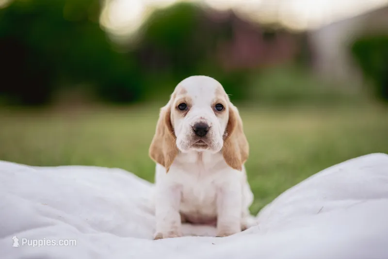 Dumbo  – Basset Hound puppy for sale in Eugene, OR