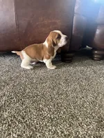 Eeyore, a female Basset Hound for sale in Eugene, OR – 3 of 3