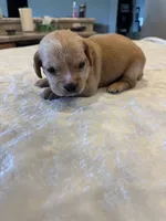 Braxton, a male French Bulldog and Basset Hound for sale in Eugene, OR – 8 of 8