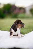 Stumpy, a female Basset Hound for sale in Eugene, OR – 3 of 6