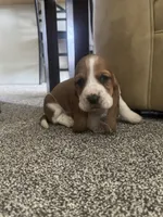 Shortie, a male Basset Hound for sale in Eugene, OR – 2 of 7