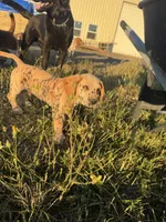 Blondie , a male French Bulldog and Basset Hound for sale in Eugene, OR – 3 of 7