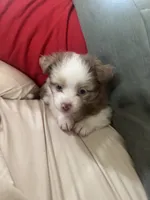 Cupid 💘 , a female Toy Australian Shepherd for sale in Eugene, OR – 5 of 10