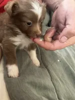 Peanut 🥜 , a female Toy Australian Shepherd for sale in Eugene, OR – 3 of 6