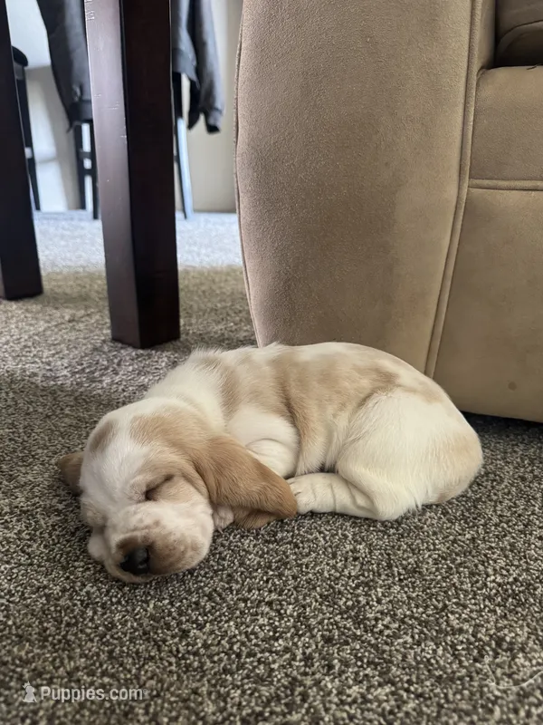 Tanker  – Basset Hound puppy for sale in Eugene, OR