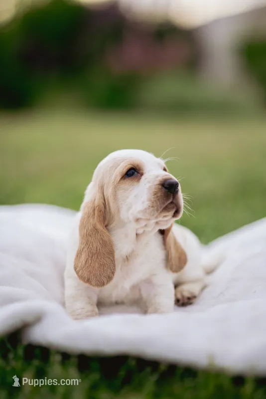 Tanker  – Basset Hound puppy for sale in Eugene, OR