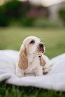 Tanker , a male Basset Hound for sale in Eugene, OR – 1 of 7
