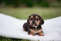 Spur, a male French Bulldog and Basset Hound for sale in Eugene, OR – 4 of 5