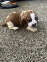 Wobbles , a male Basset Hound for sale in Eugene, OR – 2 of 8