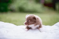 Skunk , a female Toy Australian Shepherd for sale in Eugene, OR – 5 of 5