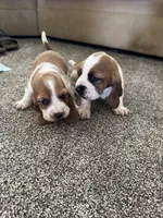 Wobbles , a male Basset Hound for sale in Eugene, OR – 6 of 8