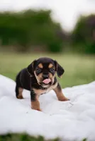 Hazel, a female French Bulldog and Basset Hound for sale in Eugene, OR – 4 of 9