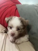 Cupid 💘 , a female Toy Australian Shepherd for sale in Eugene, OR – 3 of 10