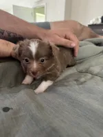 Peanut 🥜 , a female Toy Australian Shepherd for sale in Eugene, OR – 1 of 6