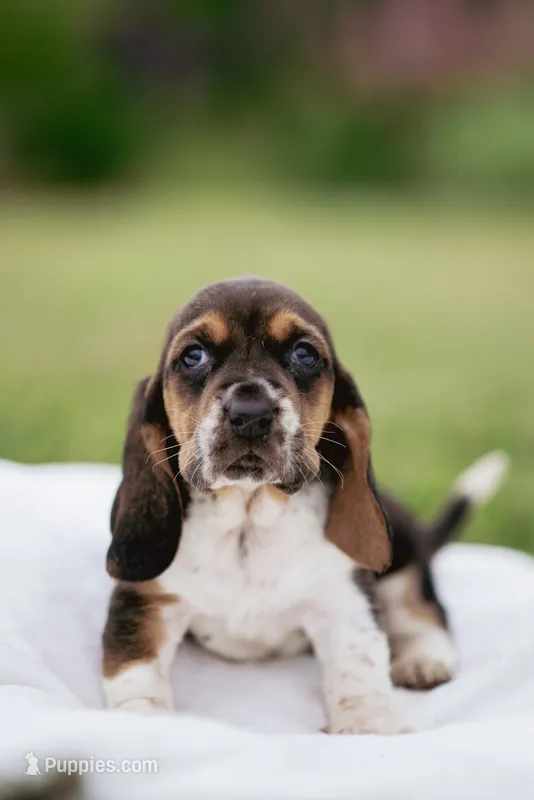 Stumpy – Basset Hound puppy for sale in Eugene, OR