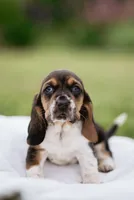 Stumpy, a female Basset Hound for sale in Eugene, OR – 1 of 6