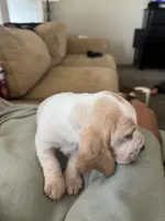 Dumbo , a female Basset Hound for sale in Eugene, OR – 6 of 8