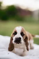 Wobbles , a male Basset Hound for sale in Eugene, OR – 6 of 6