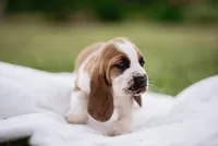 Wobbles , a male Basset Hound for sale in Eugene, OR – 5 of 6