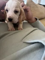 Dumbo , a female Basset Hound for sale in Eugene, OR – 8 of 8