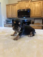 Remi, a female French Bulldog and Basset Hound for sale in Eugene, OR – 3 of 6