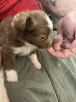 Peanut 🥜 , a female Toy Australian Shepherd for sale in Eugene, OR – 4 of 6