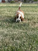 Wobbles , a male Basset Hound for sale in Eugene, OR – 3 of 9