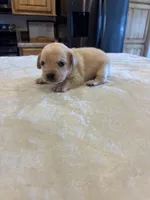 Blondie , a male French Bulldog and Basset Hound for sale in Eugene, OR – 1 of 10