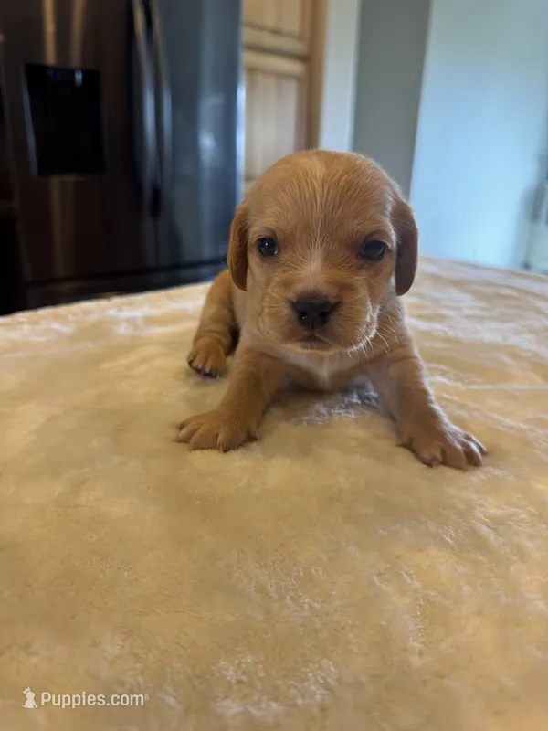 Braxton – French Bulldog, Basset Hound puppy for sale in Eugene, OR