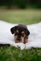 Hazel, a female French Bulldog and Basset Hound for sale in Eugene, OR – 7 of 9