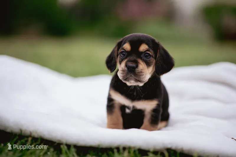 Cowboy – French Bulldog, Basset Hound puppy for sale in Eugene, OR
