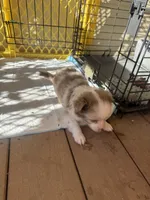 Cupid 💘 , a female Toy Australian Shepherd for sale in Eugene, OR – 9 of 10