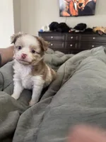 Cupid 💘 , a female Toy Australian Shepherd for sale in Eugene, OR – 1 of 10