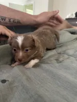 Peanut 🥜 , a female Toy Australian Shepherd for sale in Eugene, OR – 2 of 6