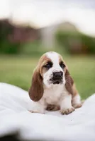 Wobbles , a male Basset Hound for sale in Eugene, OR – 4 of 6