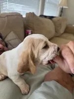 Dumbo , a female Basset Hound for sale in Eugene, OR – 5 of 8