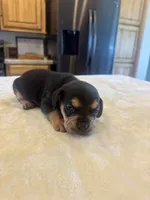 Cowboy, a male French Bulldog and Basset Hound for sale in Eugene, OR – 4 of 5