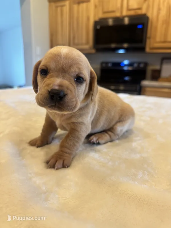 Stella – French Bulldog, Basset Hound puppy for sale in Eugene, OR