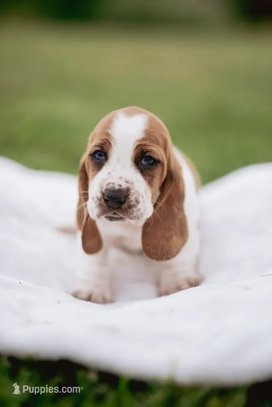 Eeyore – Basset Hound puppy for sale in Eugene, OR