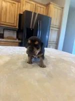Cowboy, a male French Bulldog and Basset Hound for sale in Eugene, OR – 2 of 5