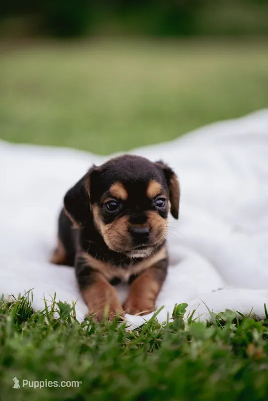 Hazel – French Bulldog, Basset Hound puppy for sale in Eugene, OR