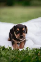 Hazel, a female French Bulldog and Basset Hound for sale in Eugene, OR – 1 of 9