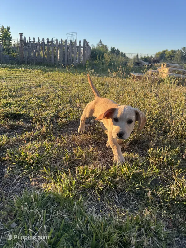 Blondie  – French Bulldog, Basset Hound puppy for sale in Eugene, OR