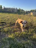 Blondie , a male French Bulldog and Basset Hound for sale in Eugene, OR – 1 of 7