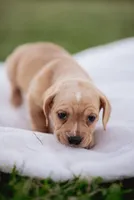 Braxton, a male French Bulldog and Basset Hound for sale in Eugene, OR – 3 of 3