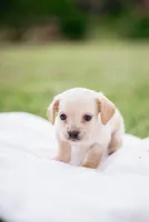 Blondie , a male French Bulldog and Basset Hound for sale in Eugene, OR – 4 of 4